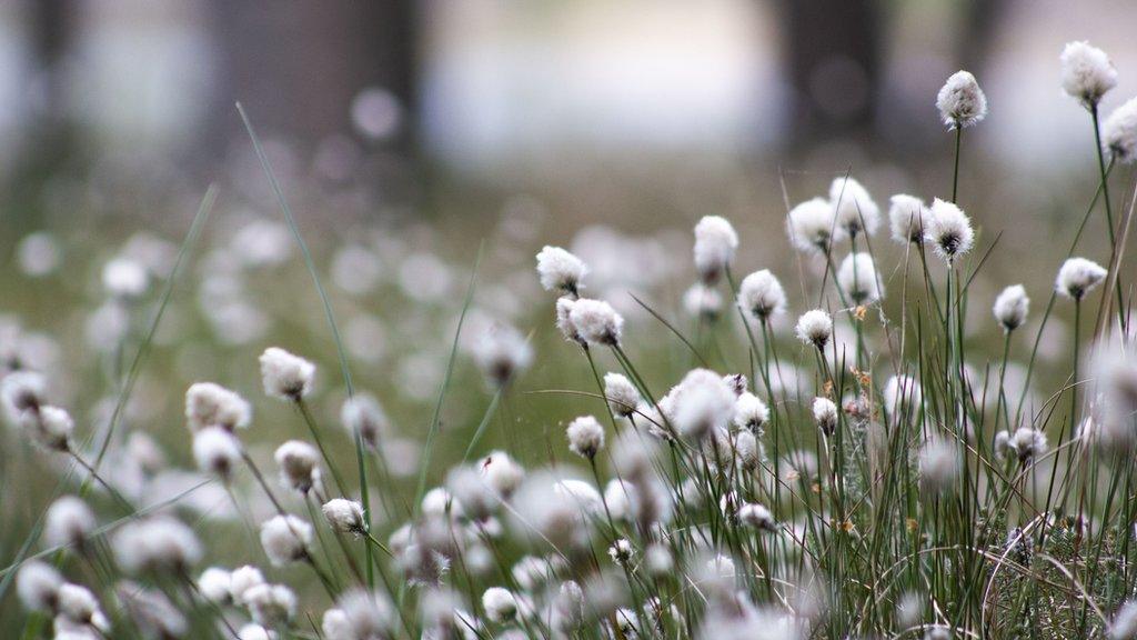 Cottongrass