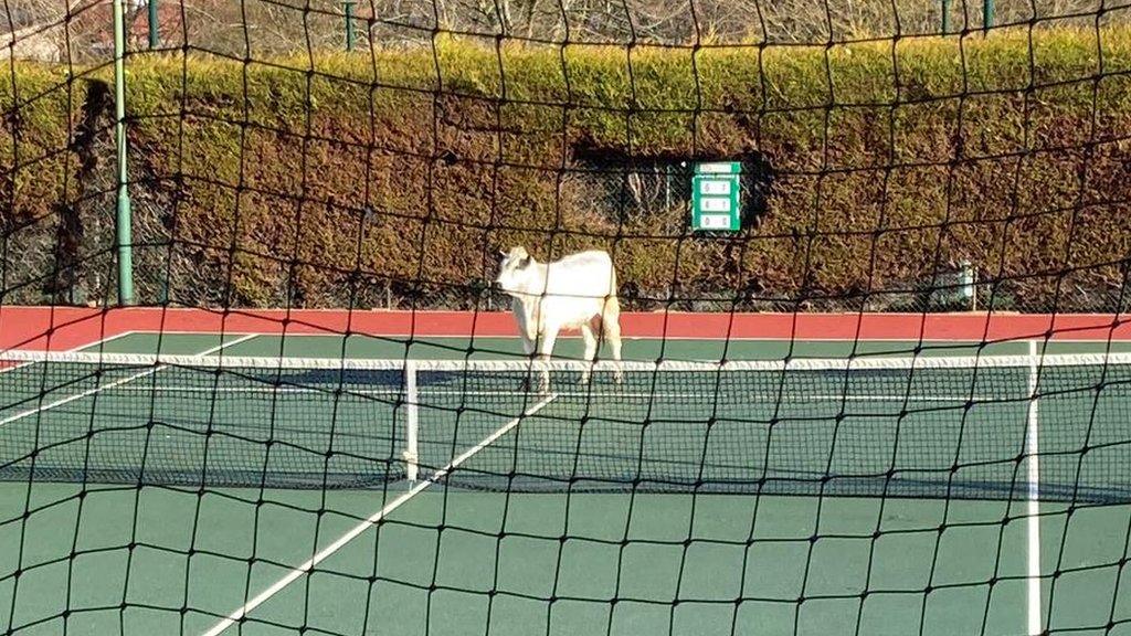 Cow seen waiting for first serve on tennis court