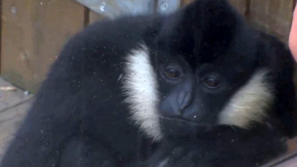 Gibbon