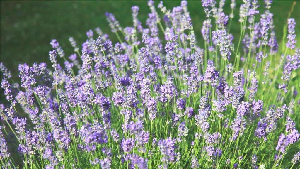 English lavender