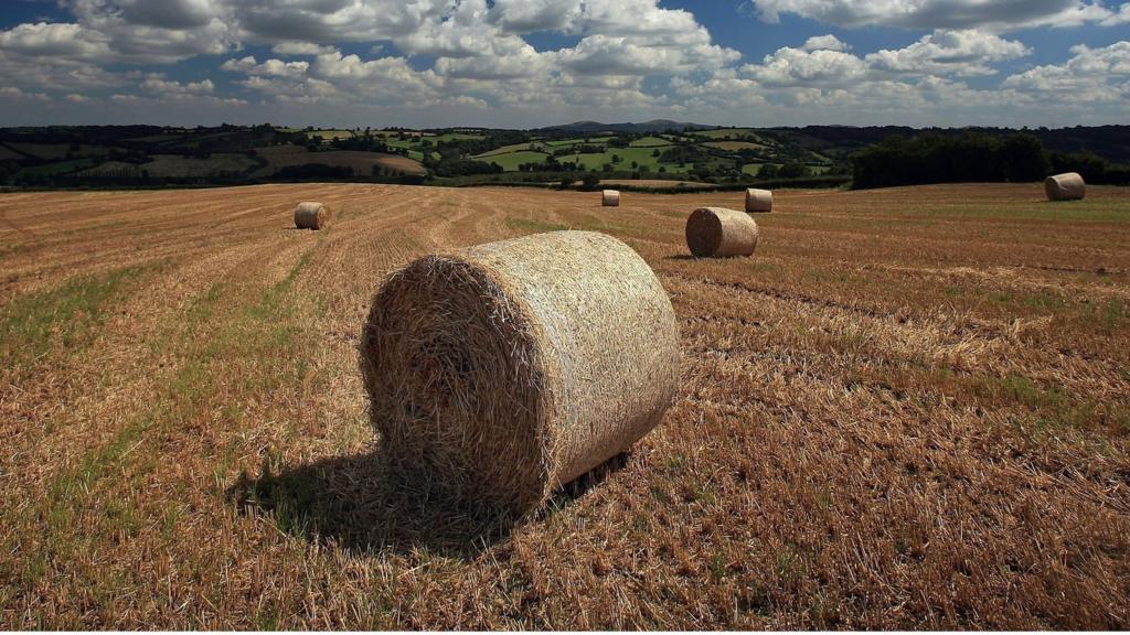 Herefordshire field