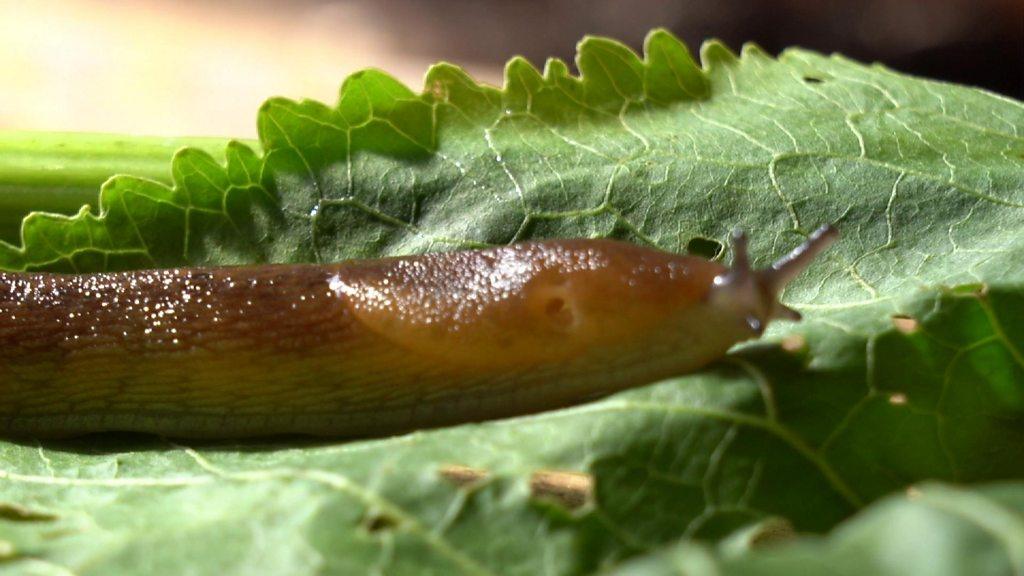 slug