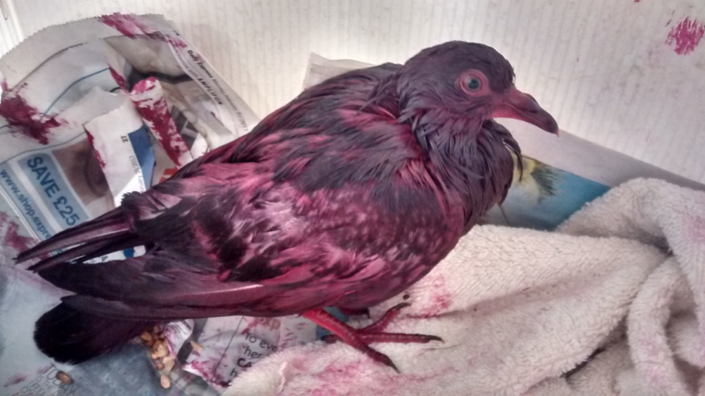 The pigeon was found covered in pink paint and is being cared for by the RSPCA.