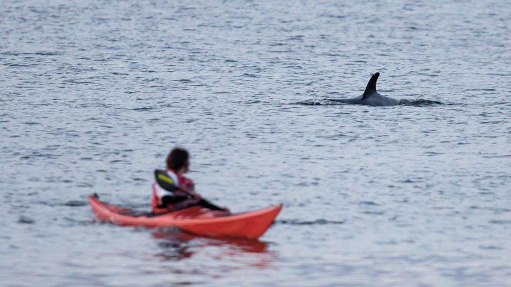 Orca off Caithness coast