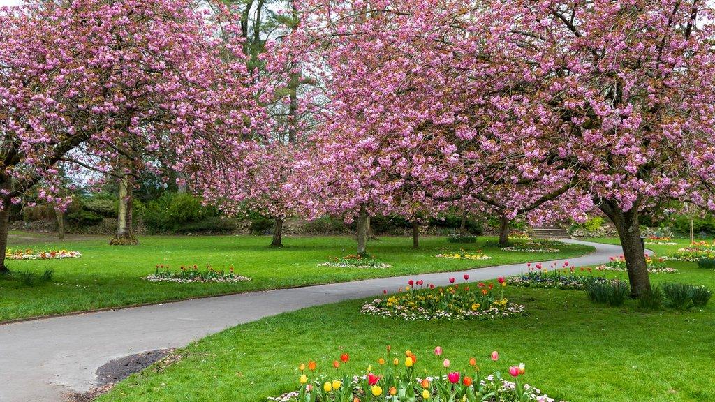 Cherry blossom trees in full bloom in Swindon's Old Town Gardens