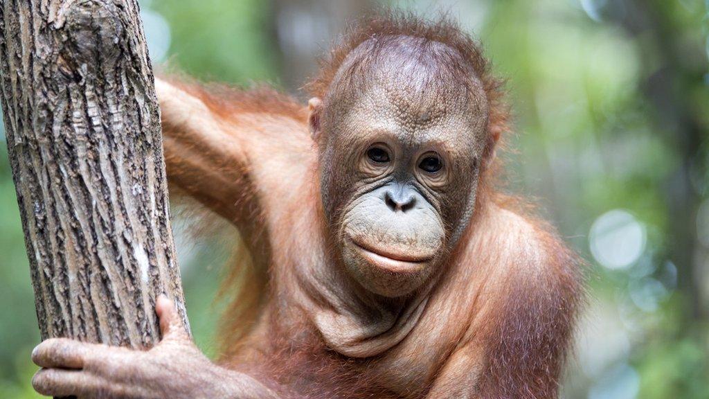 Bornean orangutan