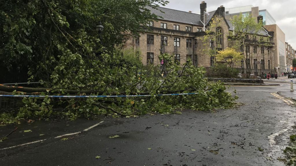 Tree down in the west end of Glasgow