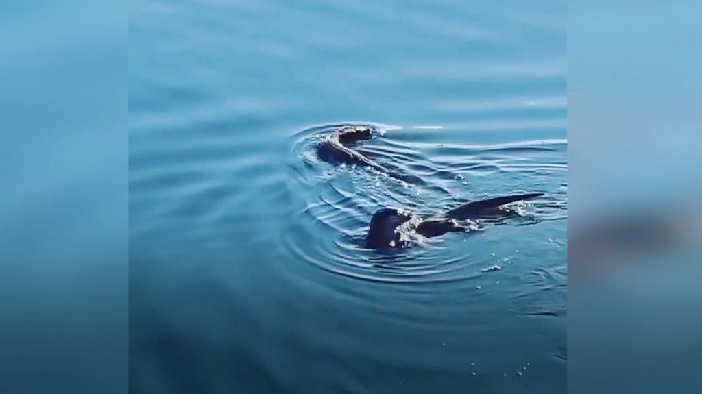 Otters on Ipswich Waterfront