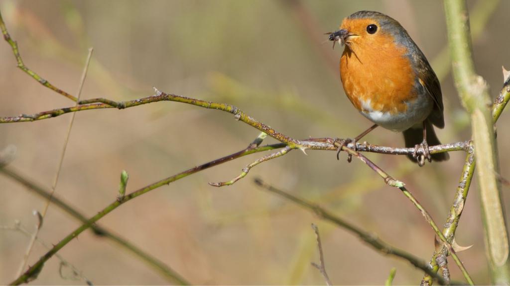 Robin in Charnwood