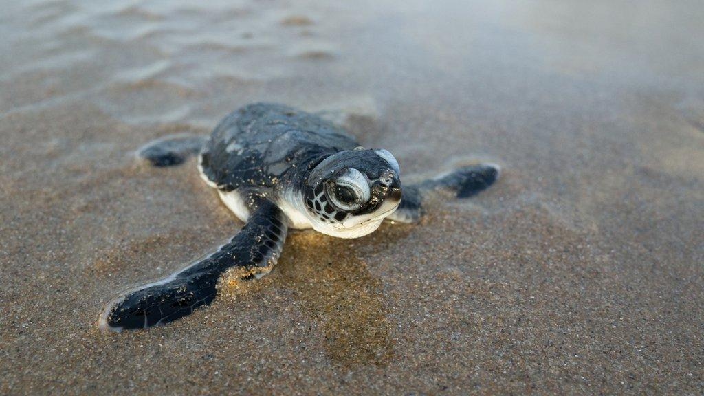 baby-sea-turtle.