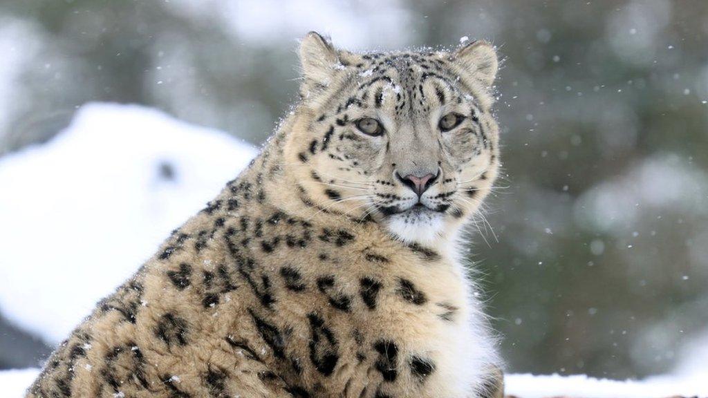 Snow leopard