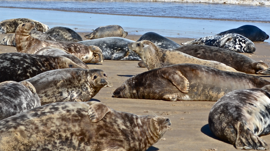 Seals at Winterton