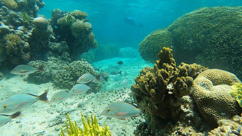 fish-swimming-past-coral