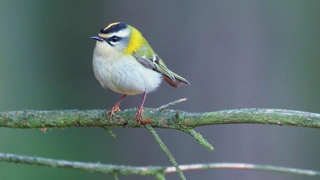 bird-on-a-branch