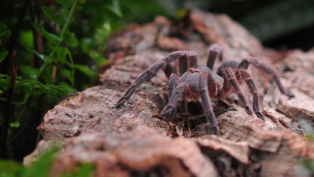 Chester Zoo breeds Montserrat tarantulas in world first - BBC News