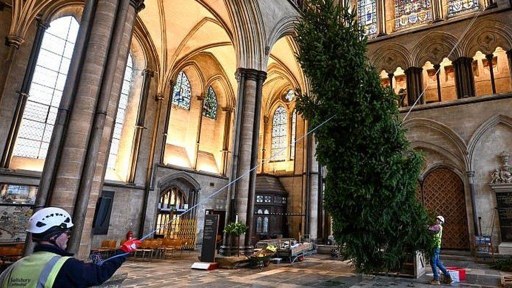 Salisbury Cathedral's 32ft tree