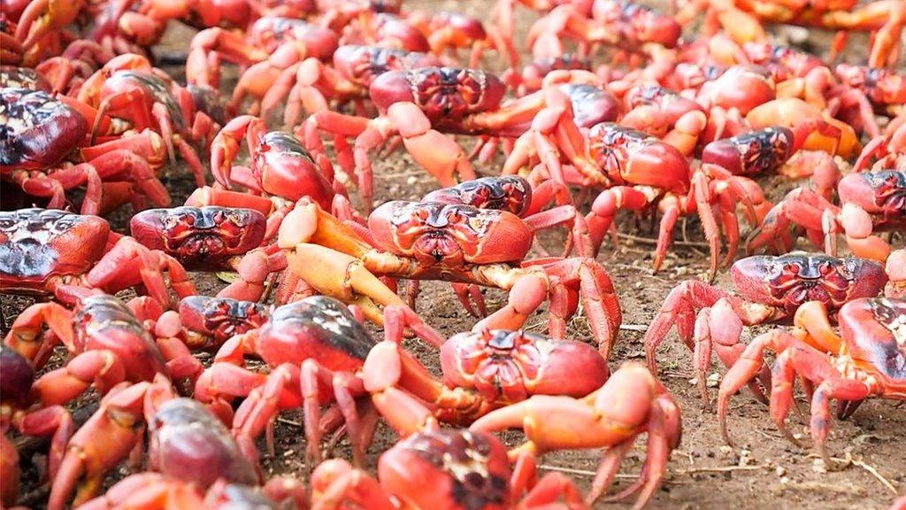 Red crabs cover Christmas Island