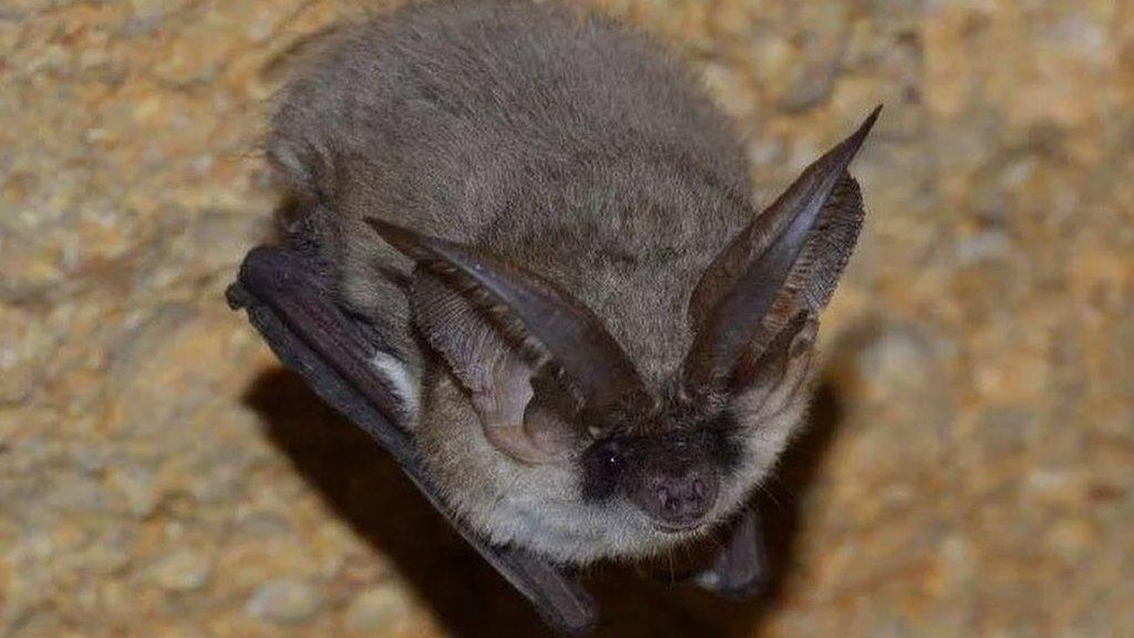 Grey long-eared bat