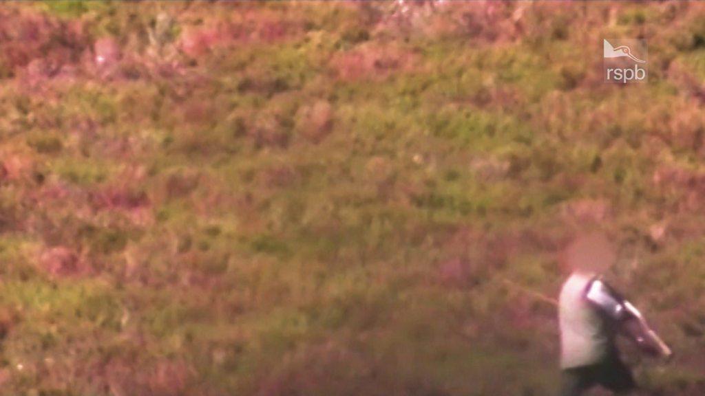 Alleged shooting of a hen harrier