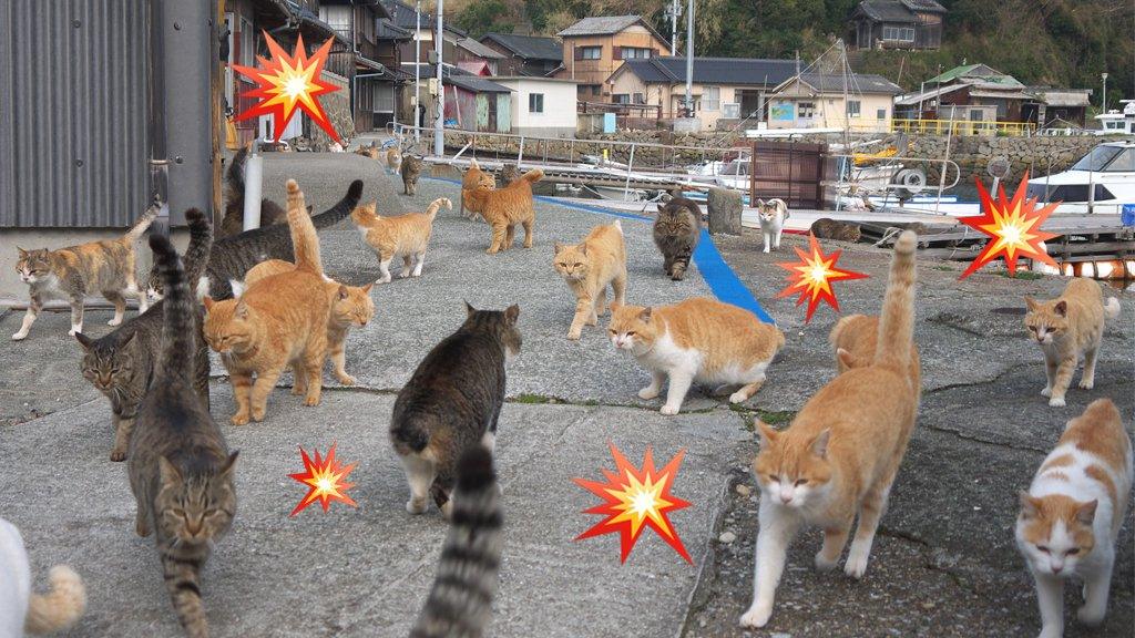 wild-cats