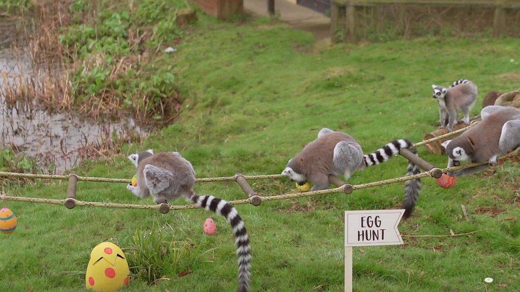 lemurs on an easter egg hunt