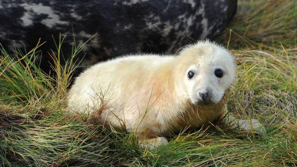 Seal pup