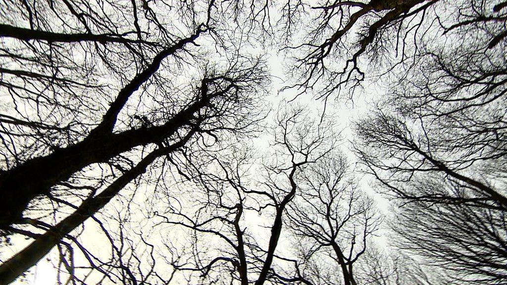 Woodland in Shropshire could embrace the Japanese concept of 'forest bathing'.