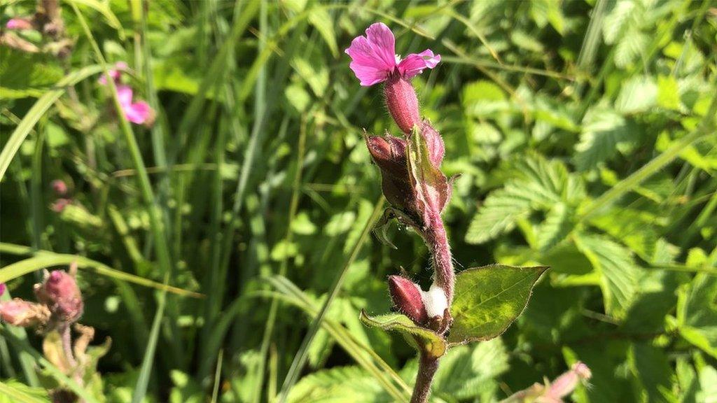 Spittle on a meadow flower