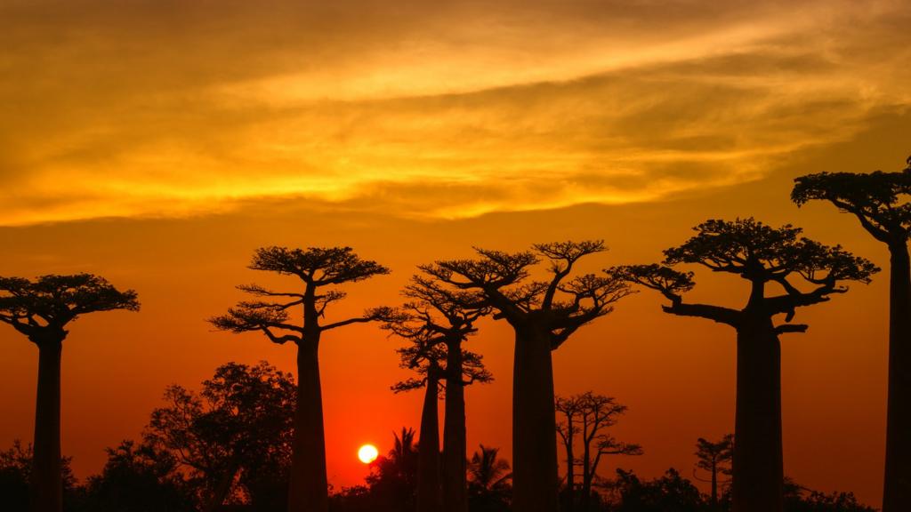 Silhouette of Baobab trees