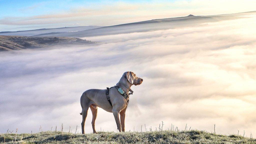 Louie the Weimaraner dog on Mam Tor