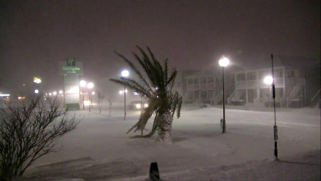 A palm tree strains against the snow