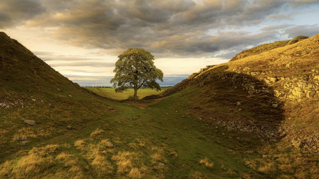 Sycamore Gap - the famous sycamore tree at the point along Hadrian's Wall