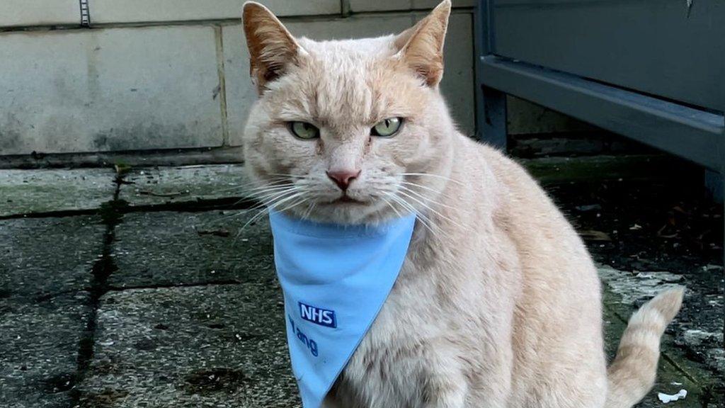 Yang the hospital cat