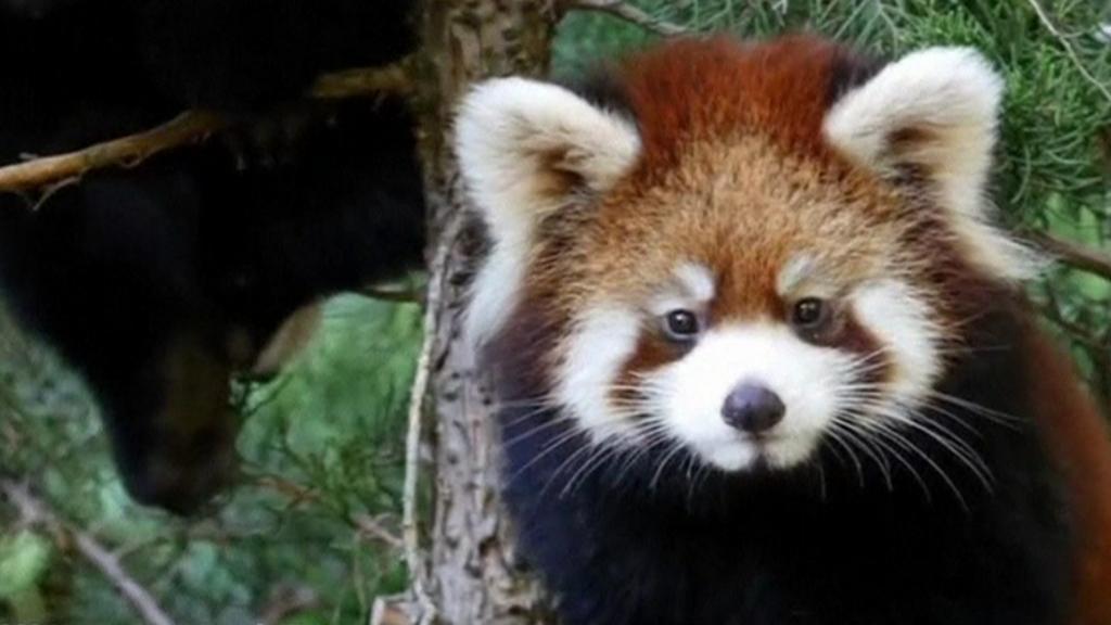 Two baby red pandas explore their new home in New York BBC Newsround