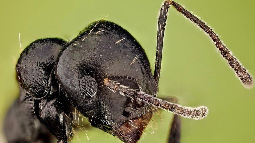 Close up of an ant showing the antennae coming out their head, they rely on their antennae being clean in order to carry out everyday ant tasks.