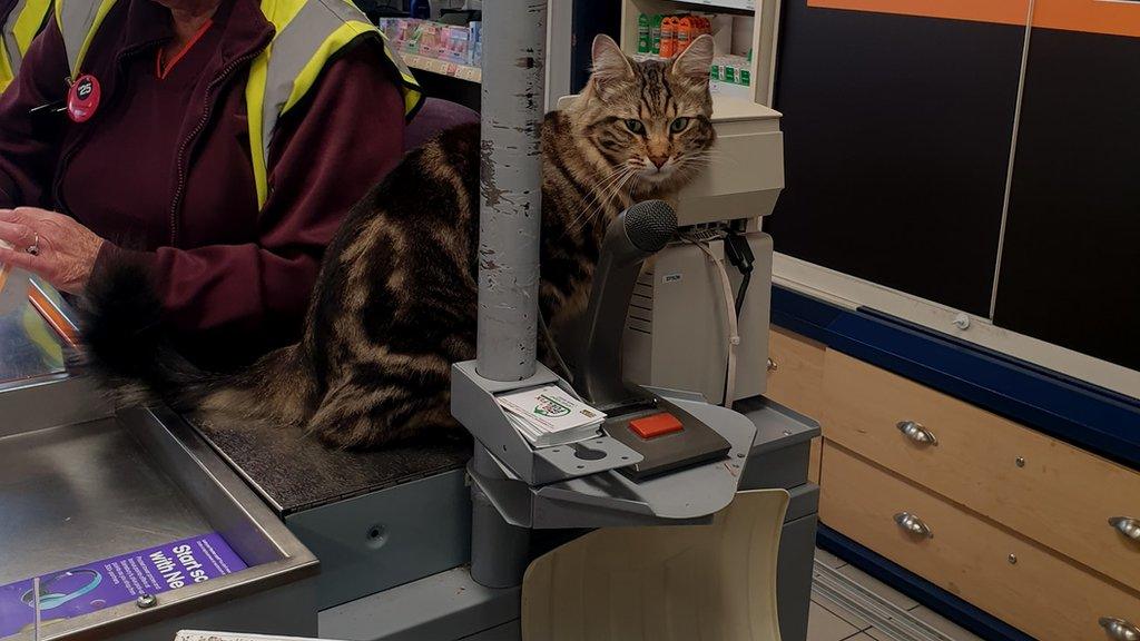 Willow at the checkout