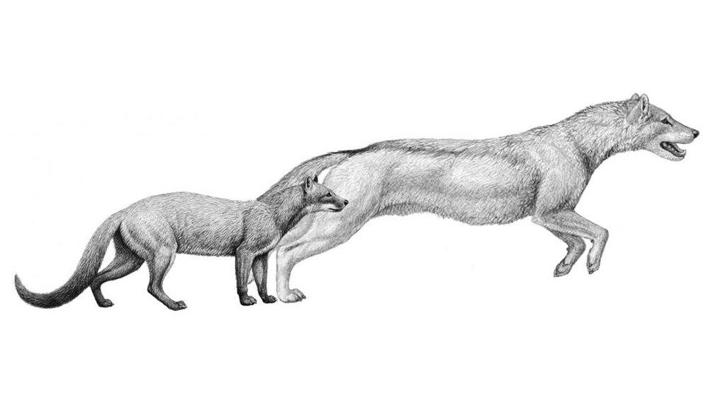 Dog's transition from cat like animal to man's best friend over 40 million years