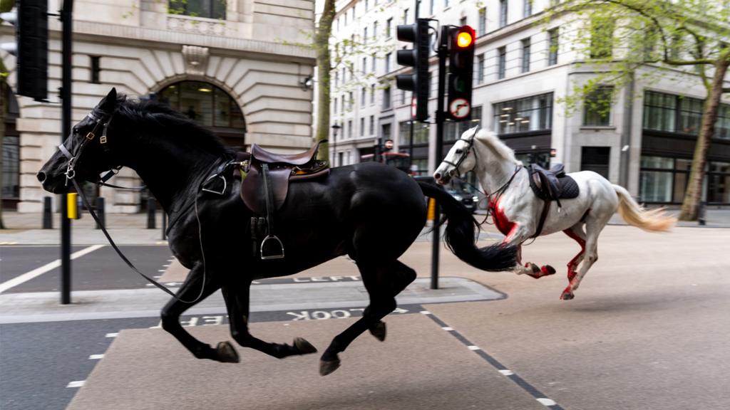 Blood on pavement and smashed vehicles after horses tear through London BBC News