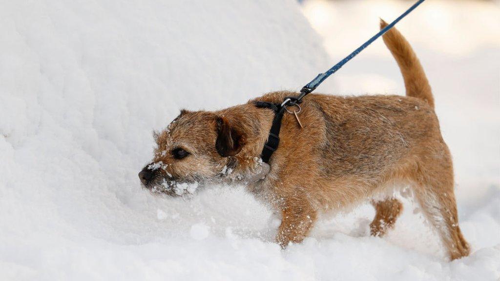 A Border Terrier