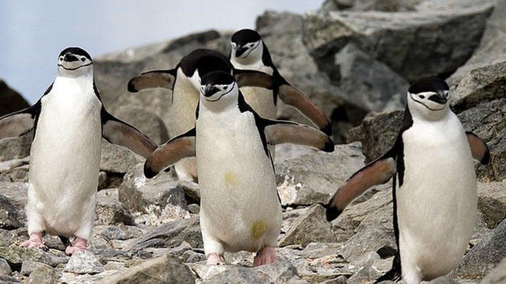 chinstrap-penguin.