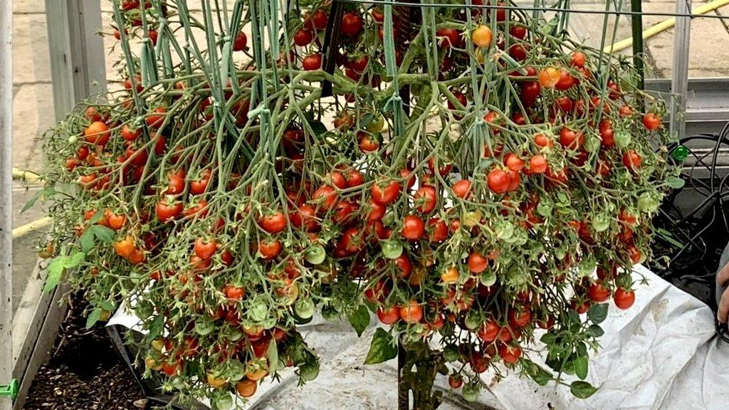 Tomatoes on the vine