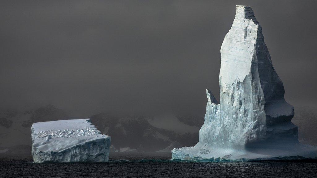 icebergs in the sea