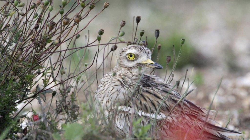 Stone curlew