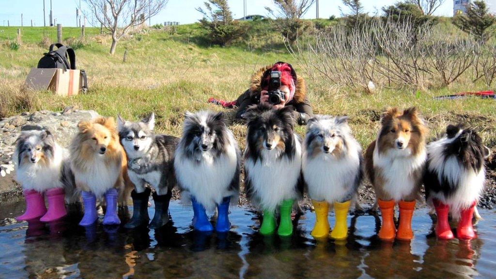 Kaylee Garrick photoshoot with dogs