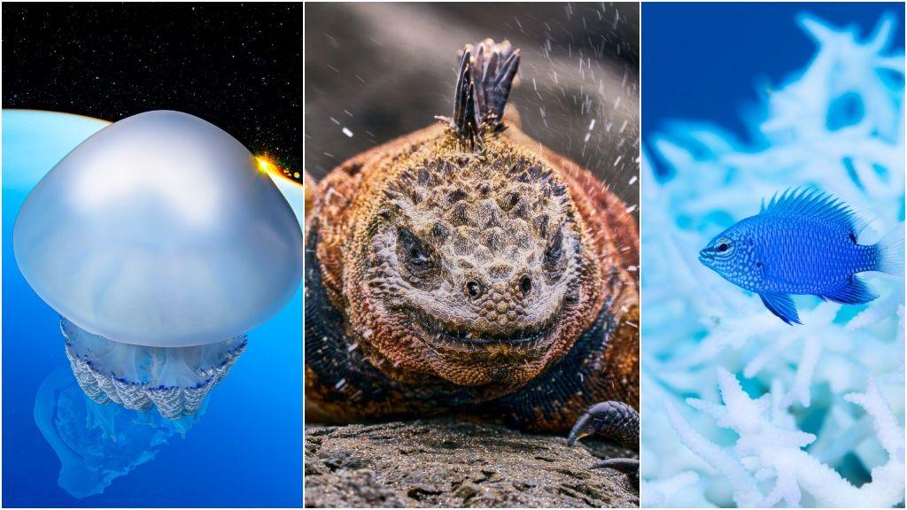 a jellyfish, an iguana and a blue fish