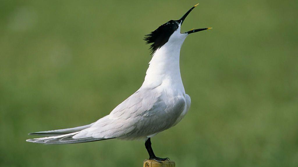 Sand tern