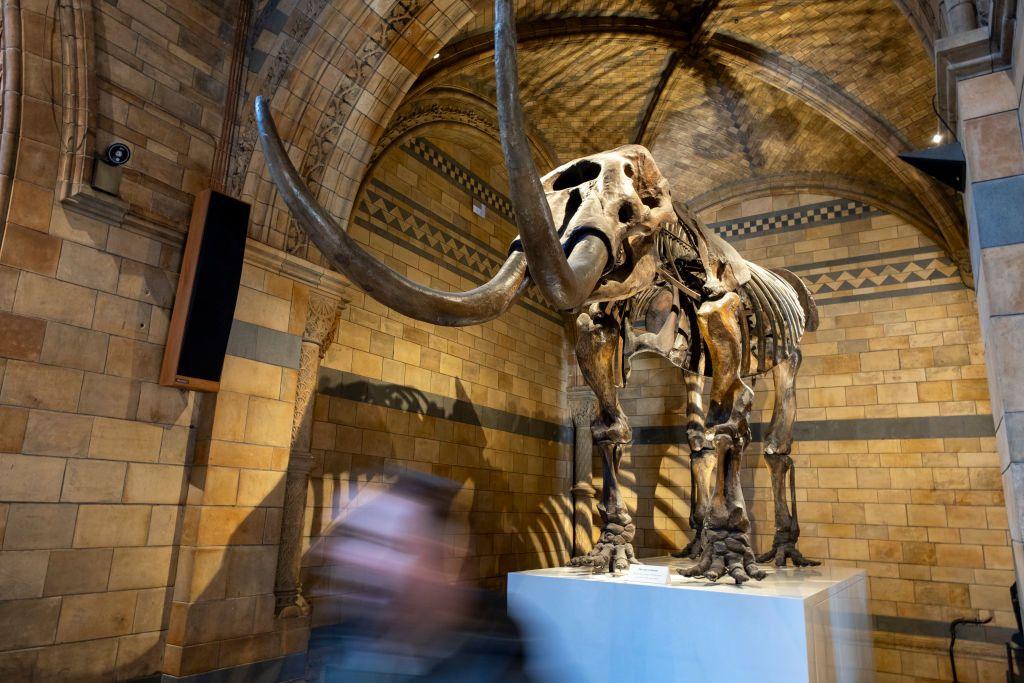 a large fossil on a plinth at the natural history museum