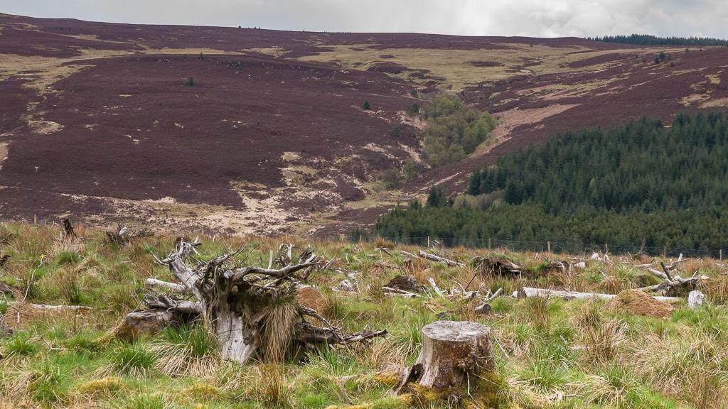 Moorland with chopped down trees above the Kielder Forest, Northnumbria 