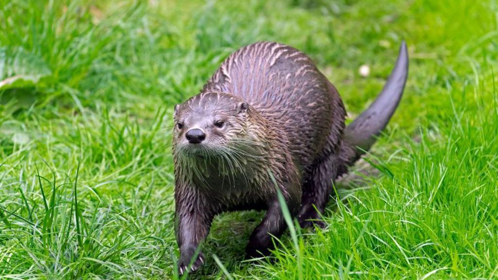 An otter walking on lush green grass - it is coming towards the camera. It is brown and looks like it has just been for a swim.