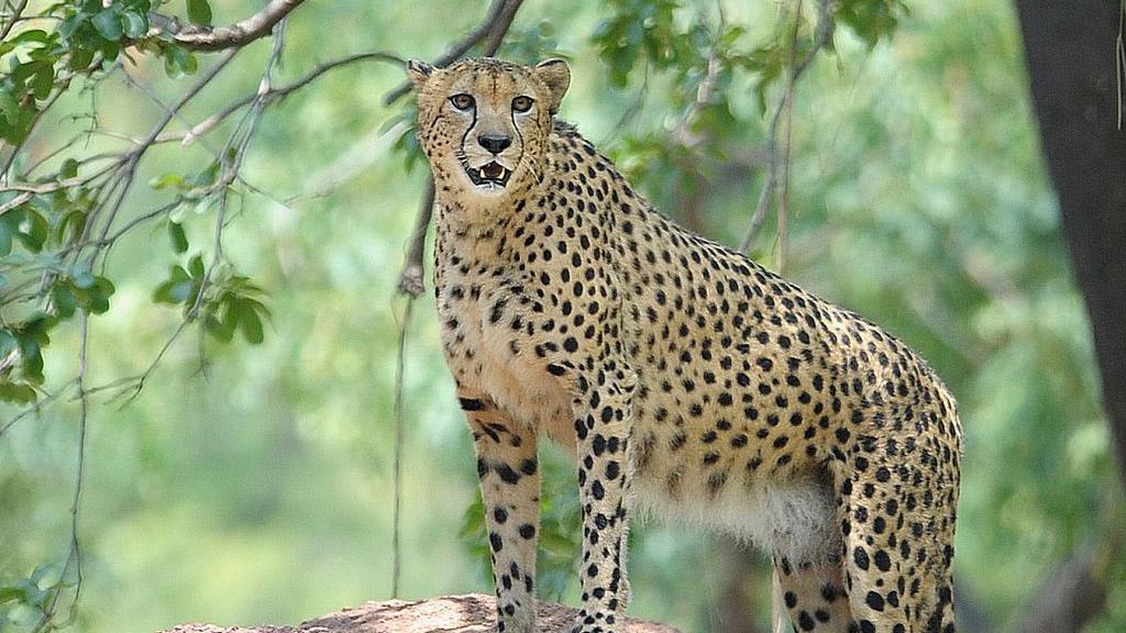 Cheetahs were declared extinct in India in 1952 but they were reintroduced in Kuno in 2022. A cheetah seen climbing a rock, with trees and greenery in the background.